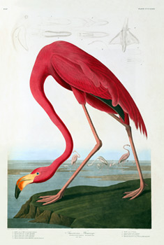 audubon-flamingo