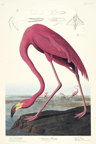 American Flamingo print by John James Audubon, Princeton Edition