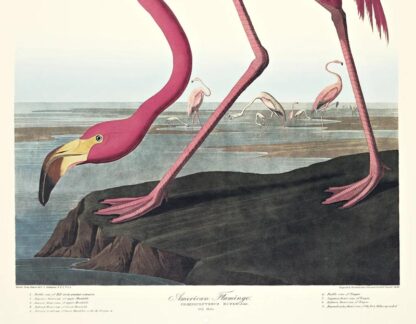 American Flamingo Print by John J Audubon - Image 5