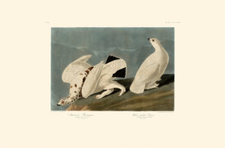 American Ptarmigan