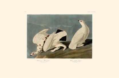 American Ptarmigan