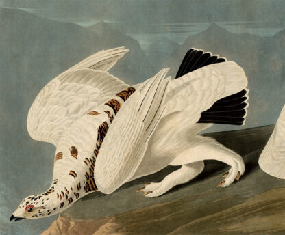 American Ptarmigan - Image 3