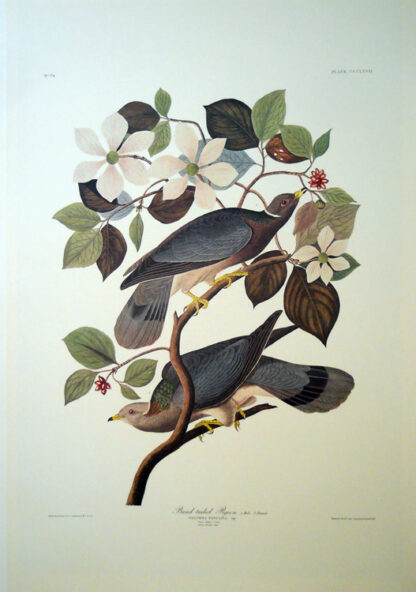 Band Tailed Pigeon Print by John J Audubon