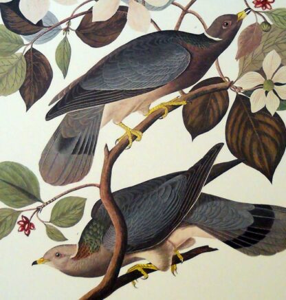Band Tailed Pigeon Print by John J Audubon - Image 3