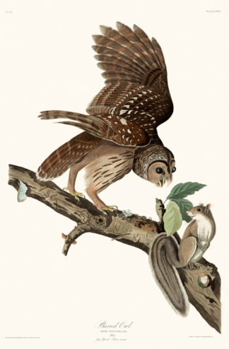 Barred Owl