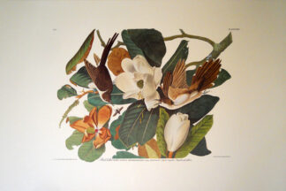Black Billed Cuckoo - Princeton Edition, Audubon Print