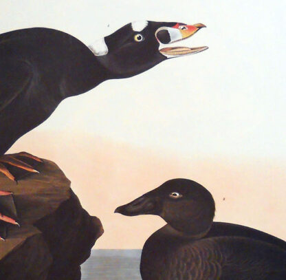 Black or Surf Duck Print - Princeton Edition, Audubon Print - Image 3