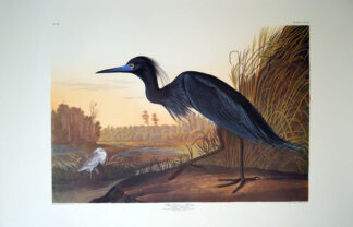 Blue Crane Print by John J Audubon