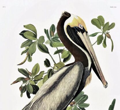 Brown Pelican - Princeton Edition, Audubon Print - Image 3