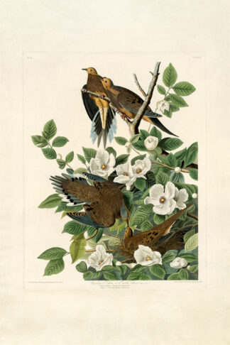 Carolina Turtle Dove
