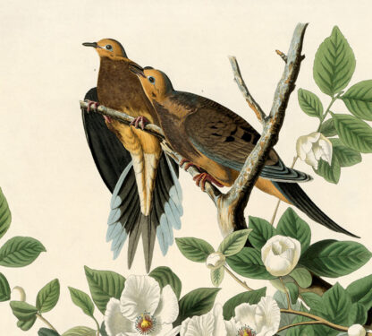Carolina Turtle Dove - Image 3
