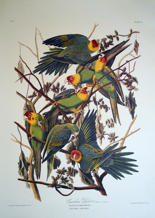 daytime session Countryside Carolina Parrot Print by John J Audubon - Audubon Prints