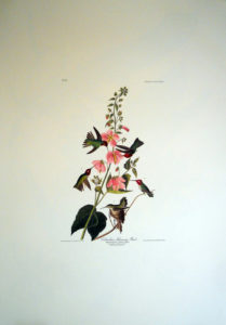 audubon hummingbird