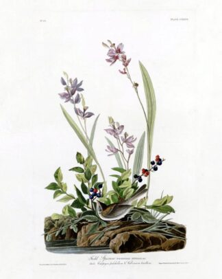 Field Sparrow - Princeton Edition, Audubon Print