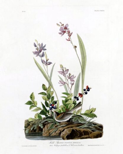Field Sparrow - Princeton Edition, Audubon Print