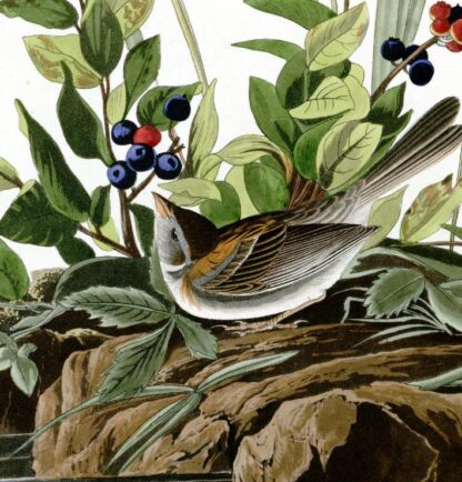 Field Sparrow - Princeton Edition, Audubon Print - Image 3