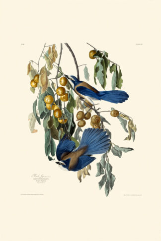 Florida Jay