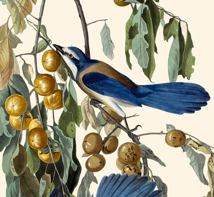 FLORIDA BLUE JAY BIRDS JOHN JAMES AUDUBON BIRD PAINTING REAL CANVAS ART PRINT 