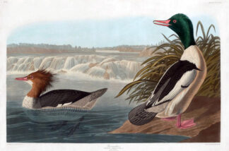 Goosander