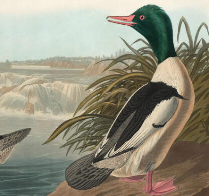 Goosander - Image 3