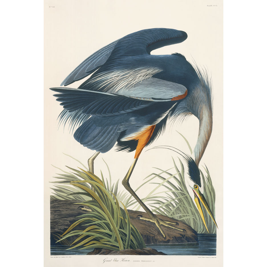 Premium Gicl\u00e9e Print of John James Audubon Famous Bird Painting. Great Blue Heron
