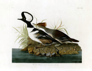 Hooded Merganser - Princeton Edition, Audubon Print