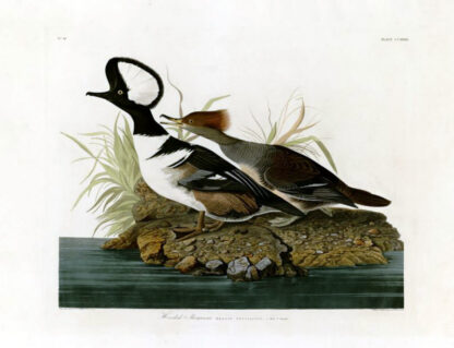 Hooded Merganser - Princeton Edition, Audubon Print
