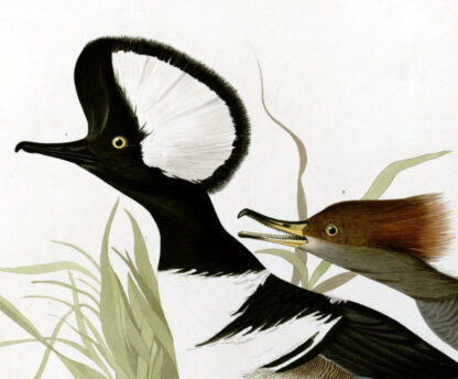 Hooded Merganser - Princeton Edition, Audubon Print - Image 3