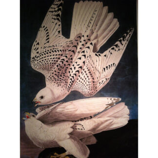 Icelandic or Gyr Falcon