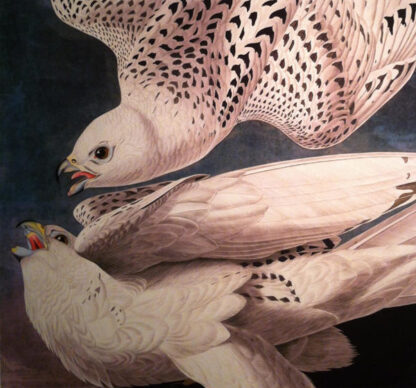 Icelandic or Gyr Falcon - Image 3