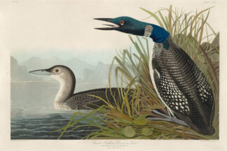 Great Northern Diver or Loon