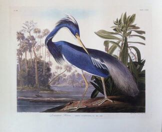 Louisiana Heron print from the Essex Edition of Audubon Prints