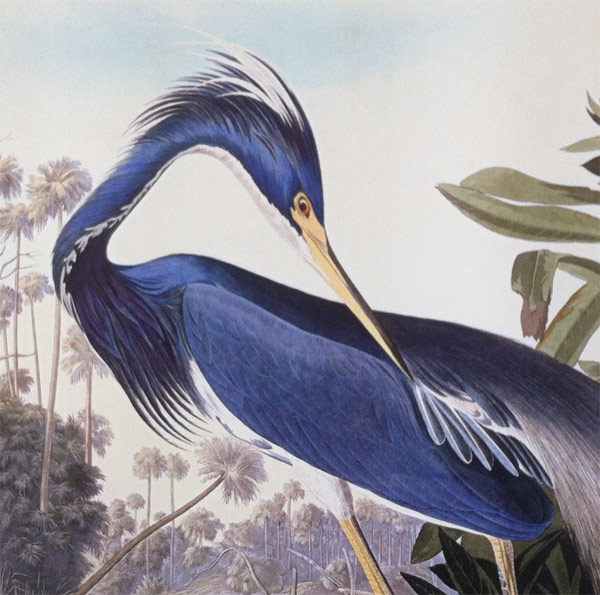 Audubon Aves Louisiana Heron Pintura Enmarcada Pared Arte Impresión 18X24 en 