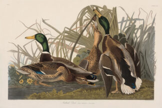 Mallard Duck