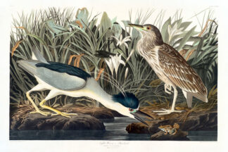 Night Heron
