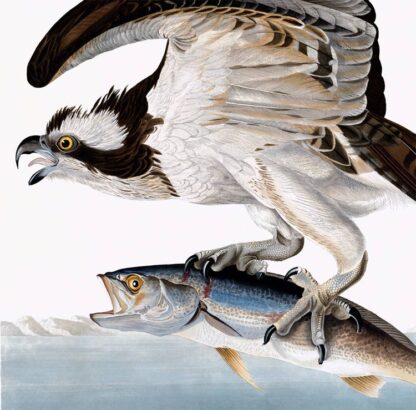 Osprey or Fish Hawk - Image 3