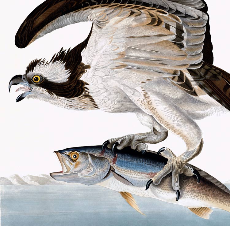 Osprey or Fish Hawk - Audubon Prints