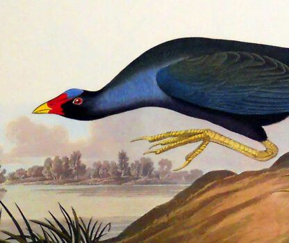 Purple Gallinule Print by John J Audubon - Image 3