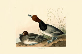 Red Headed Duck