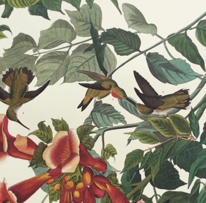 Very close view of Ruby Throated Hummingbird print by John J Audubon