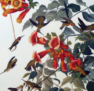 throated audubon hummingbird princeton2