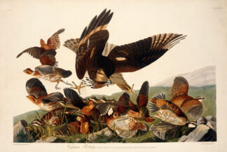 Virginia Partridge