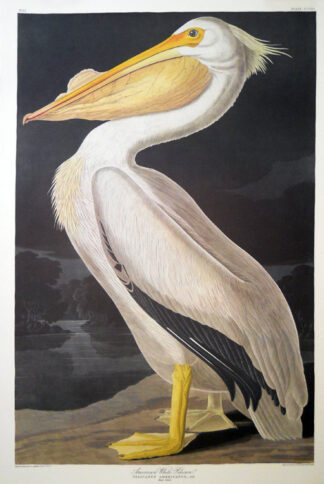 White Pelican Print by John J Audubon