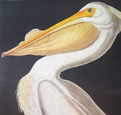 White Pelican - Princeton Edition, Audubon Print - Image 3
