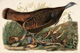 Wild Turkey - Female