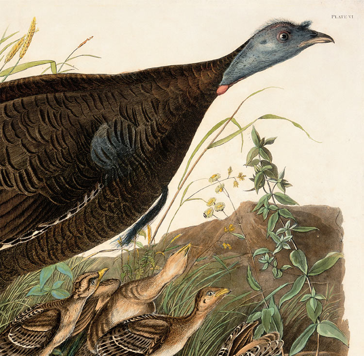 Wild Turkey Audubon Bird Print Picture Poster Plate 130 