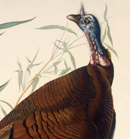 Wild Turkey - Male - Image 2