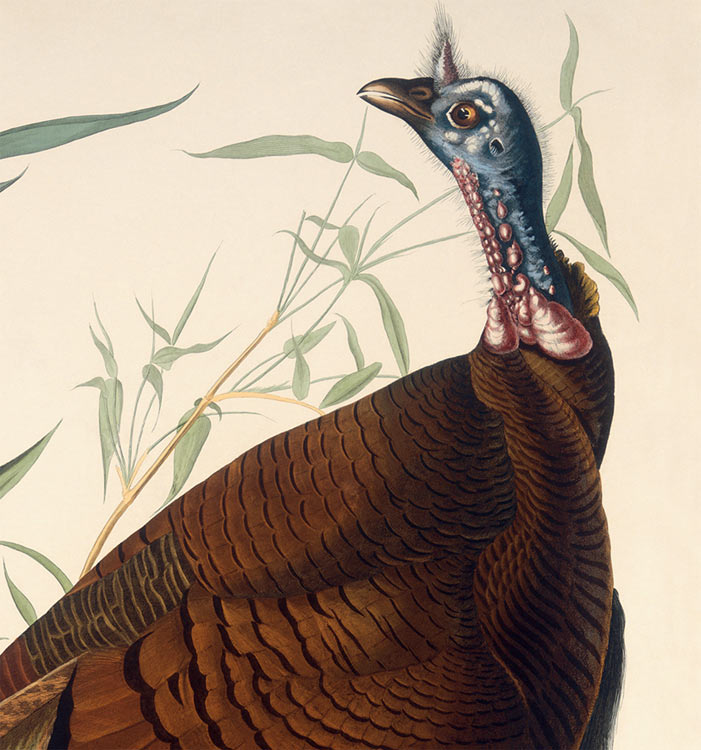 Wild Turkey Male Audubon Prints