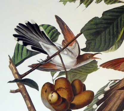 Yellow Billed Cuckoo Print by John J Audubon - Image 3