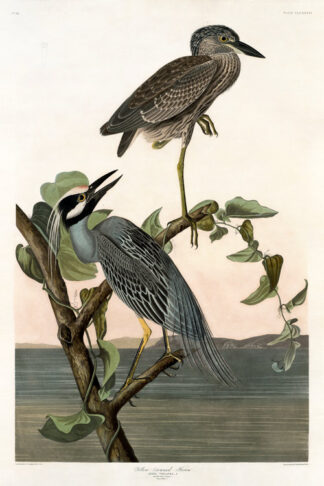 Yellow Crowned Night Heron